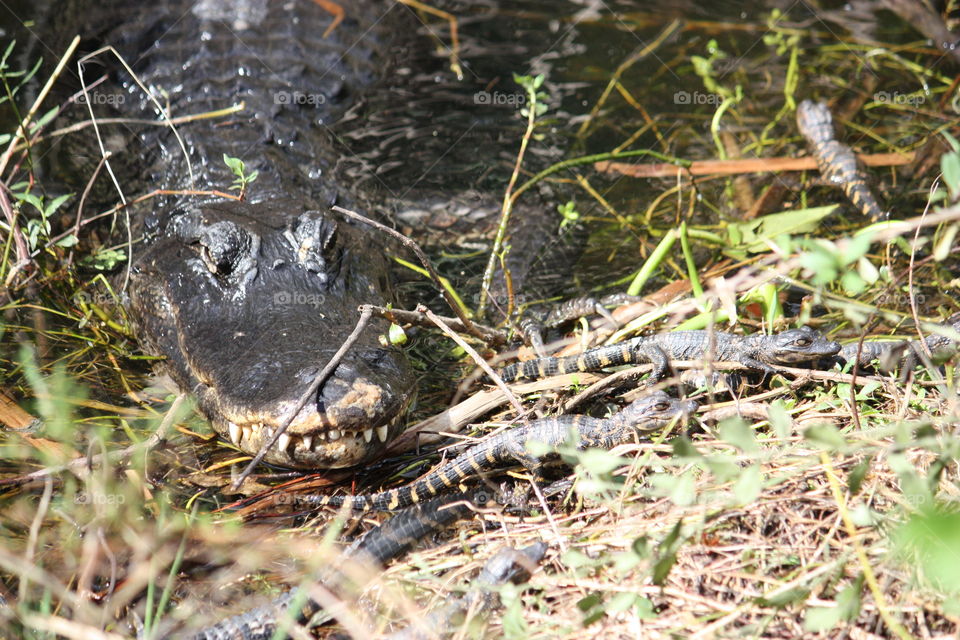 
Mama Alligator and many babies