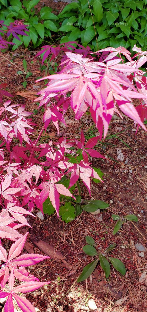 Japanese Maple Tree seedling growing in garden, its red leaves lit in late day sun. It's Spring and now is the time to transplant.