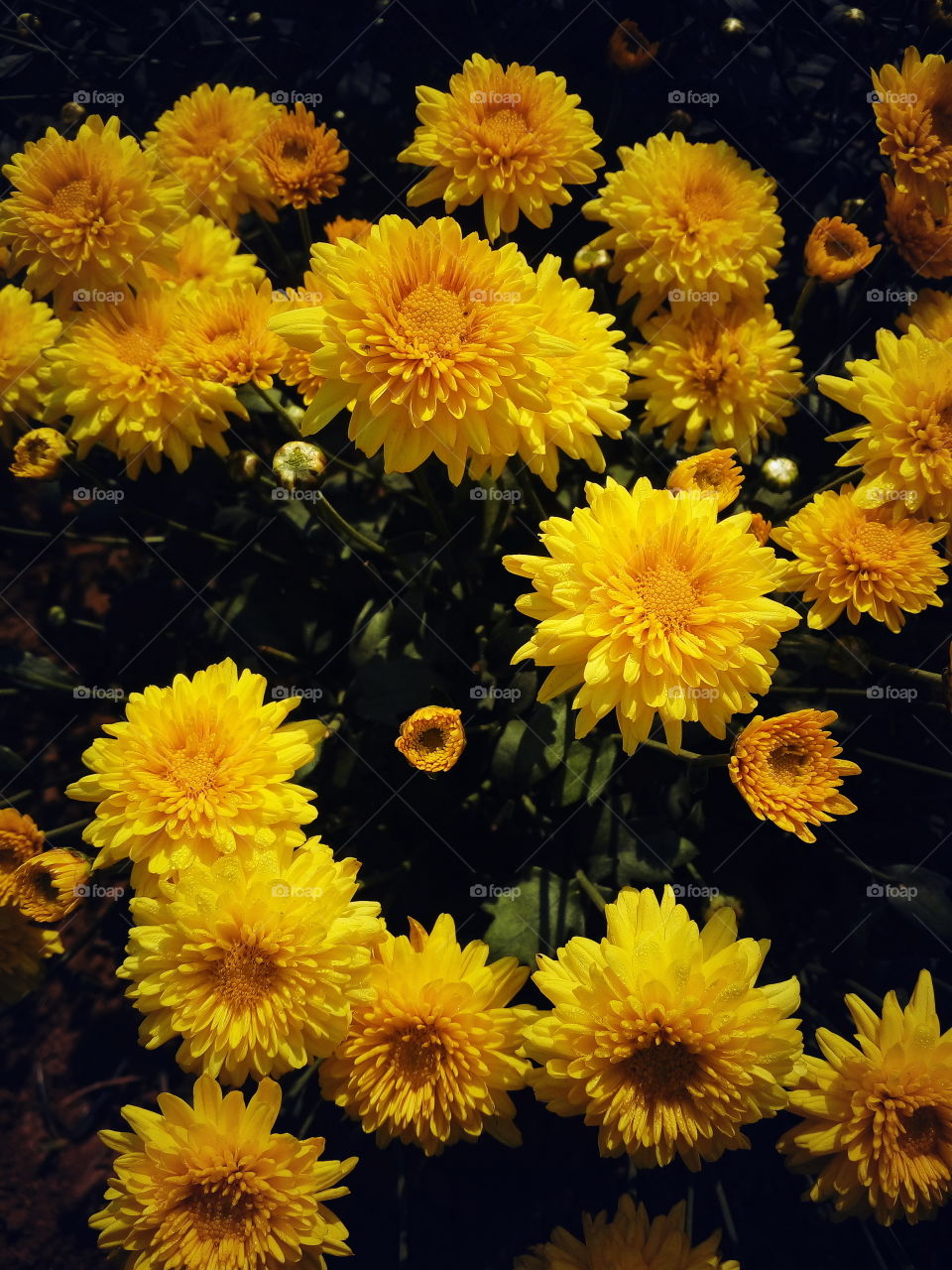 the beautiful little flowers in my