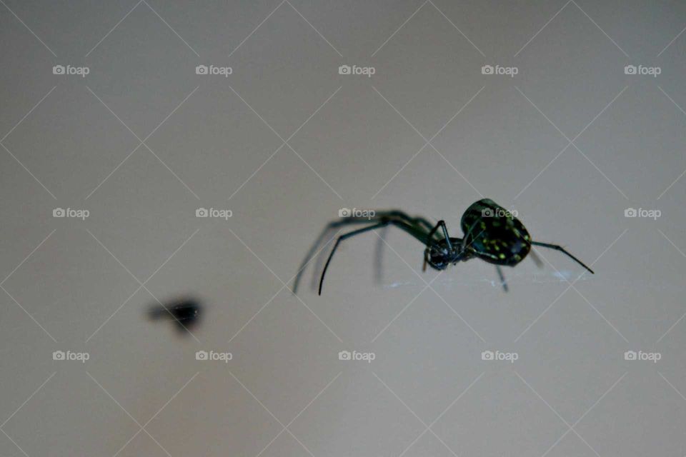 Spider hunting in the web