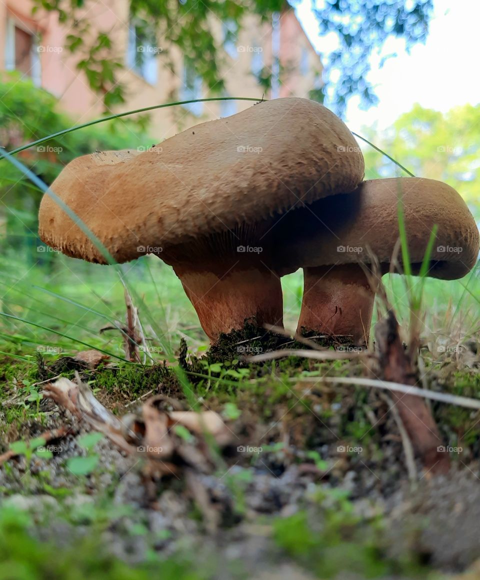 I love the colors in the macro world