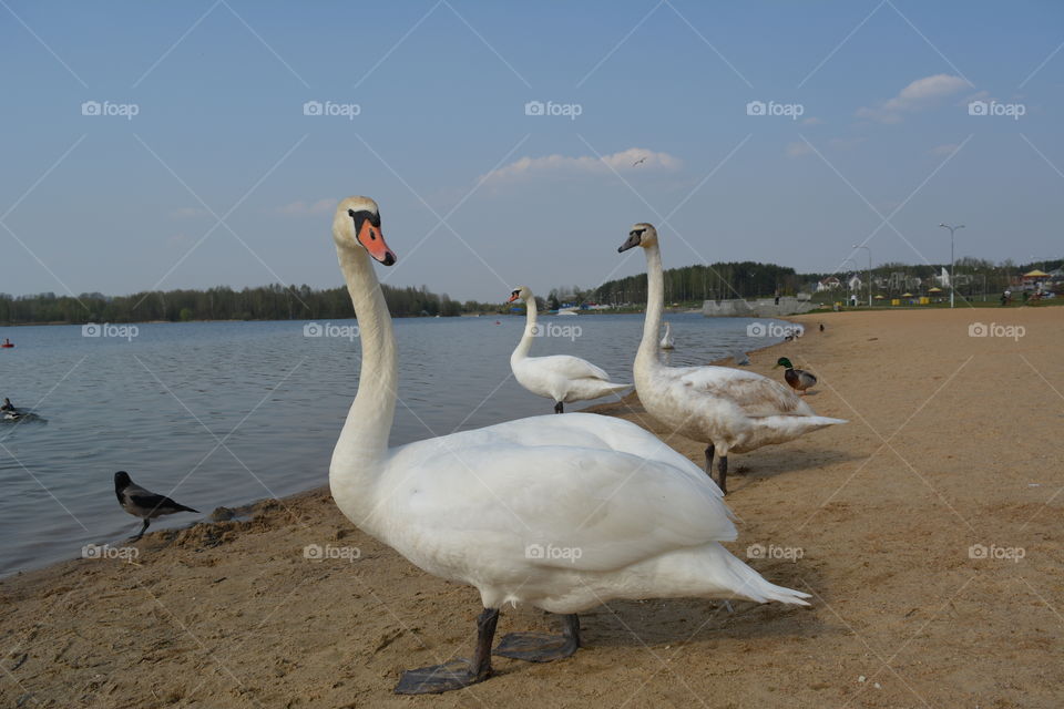 landscape lake shore and birds swans spring time, beautiful nature