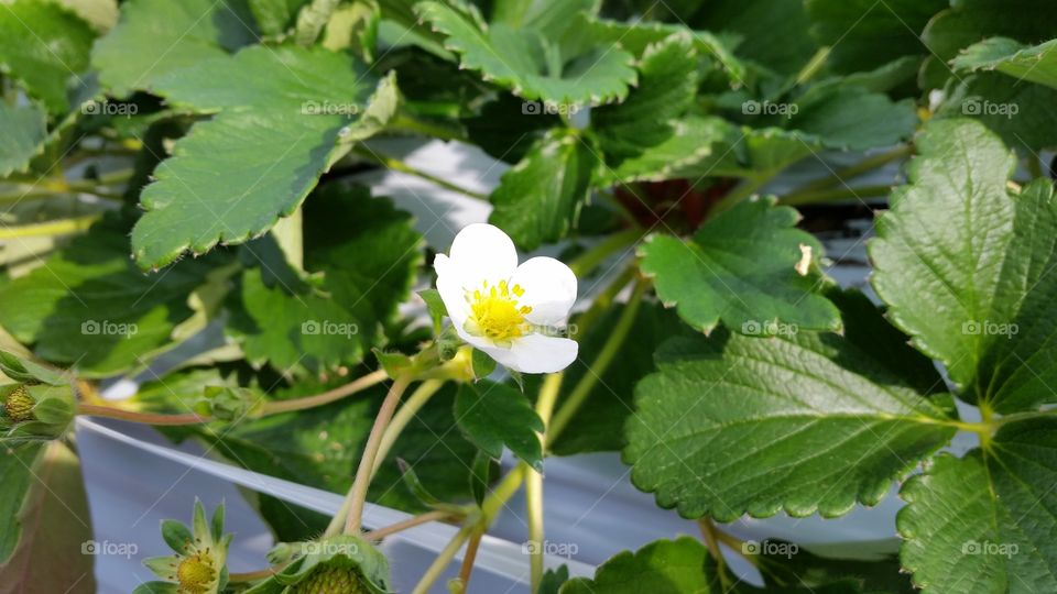 Flower of the strawberry