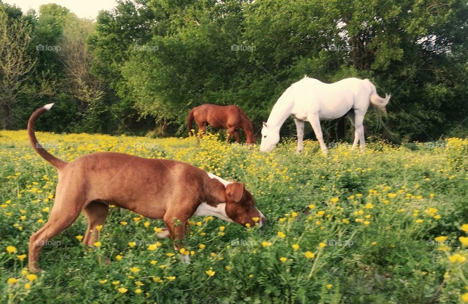A puppy dog sniffing wildflowers in a pasture with a gray horse and a sorrel horse in the background in spring