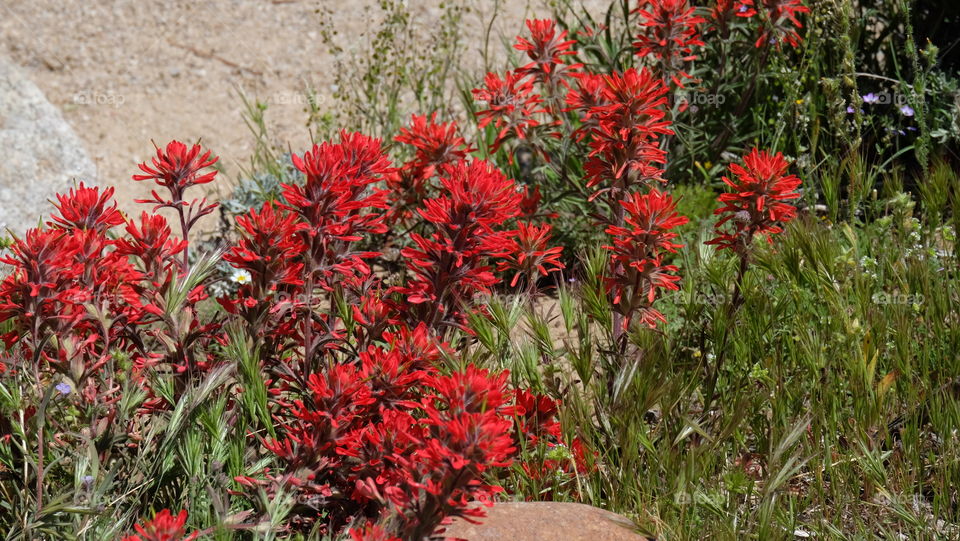 This Indian Paintbrush has showy red modifies leaves but are found in various other colors.