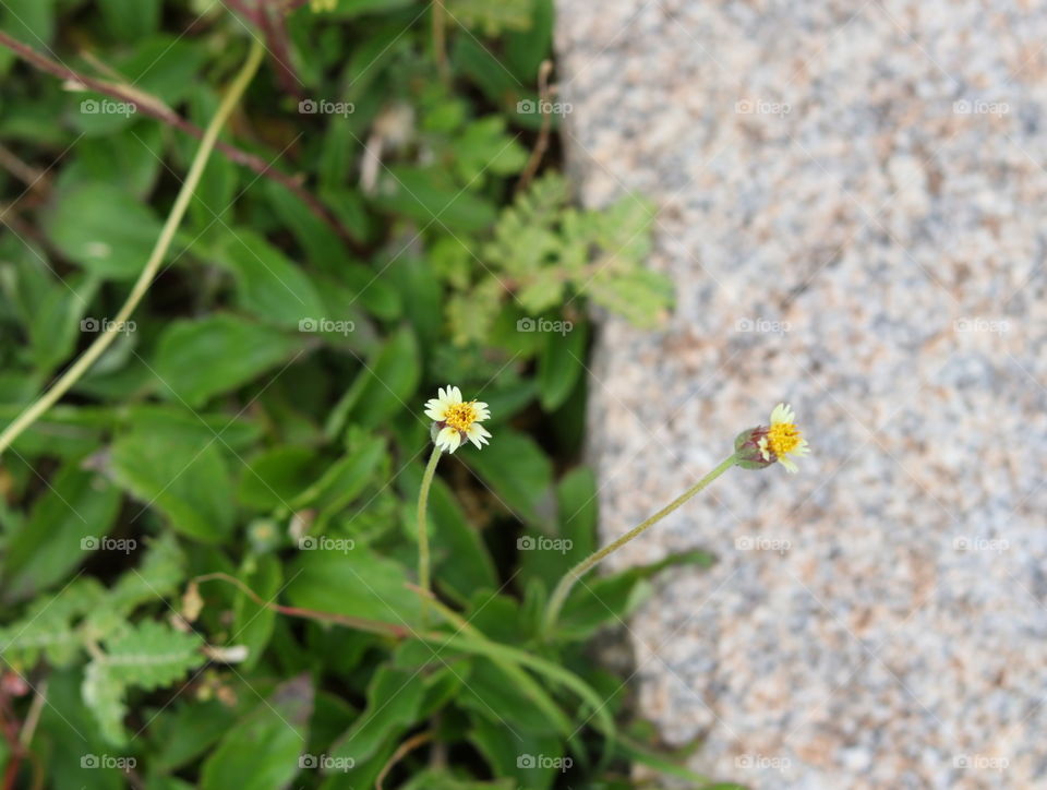 tiny flowers