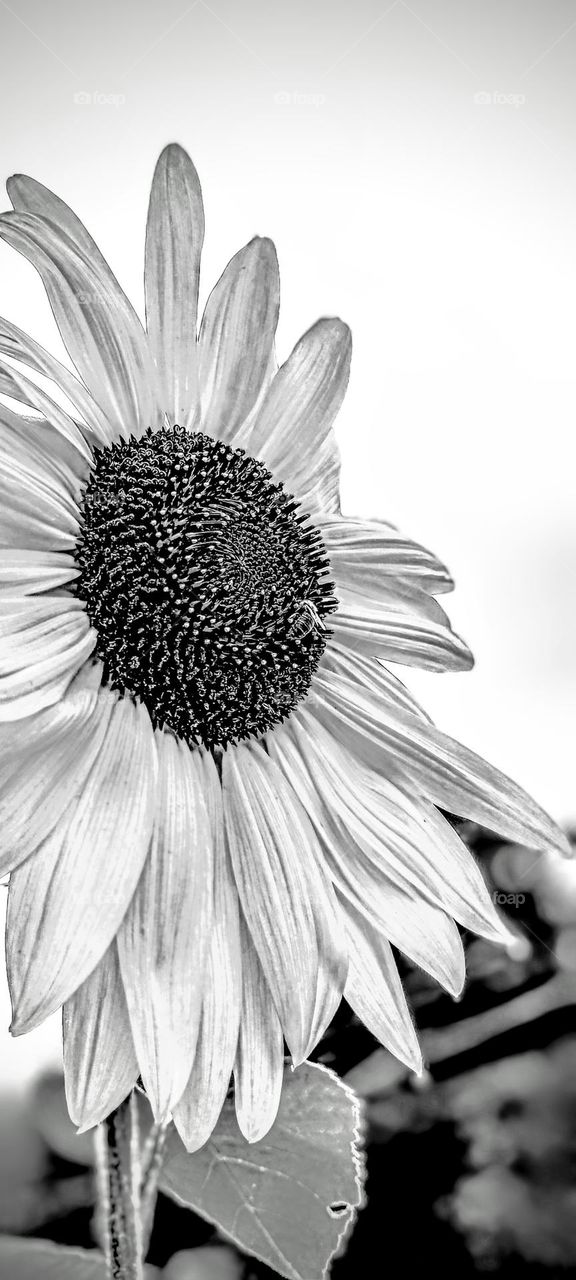 Black and White Photography of Sunflower