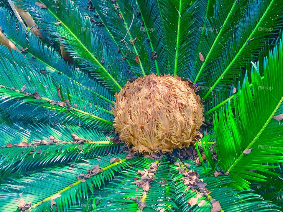 Sego palm 