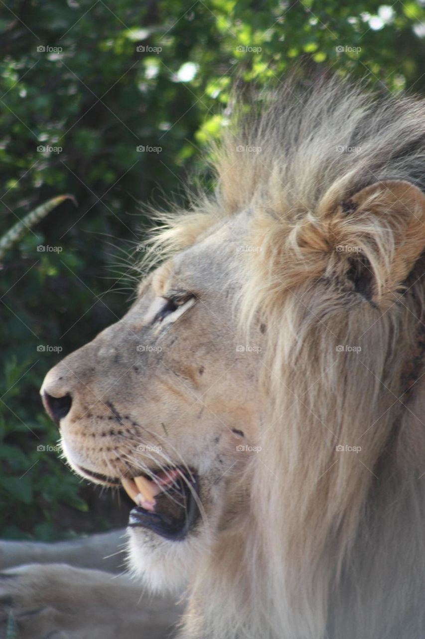 male lion