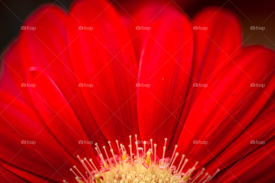 Macro shot of red Gerber Daisy with yellow center shot in rule of thirds