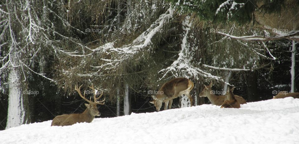 family deer - sweetness - dolomiti - wood - winter