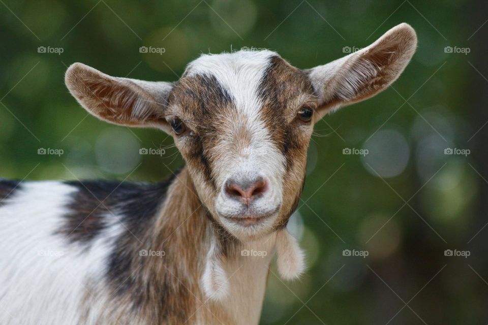 Portrait of a very friendly looking goat with bokeh in the background.