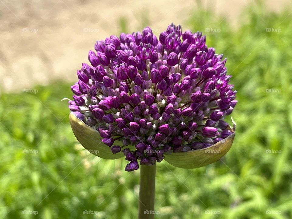 Beautiful purple flower