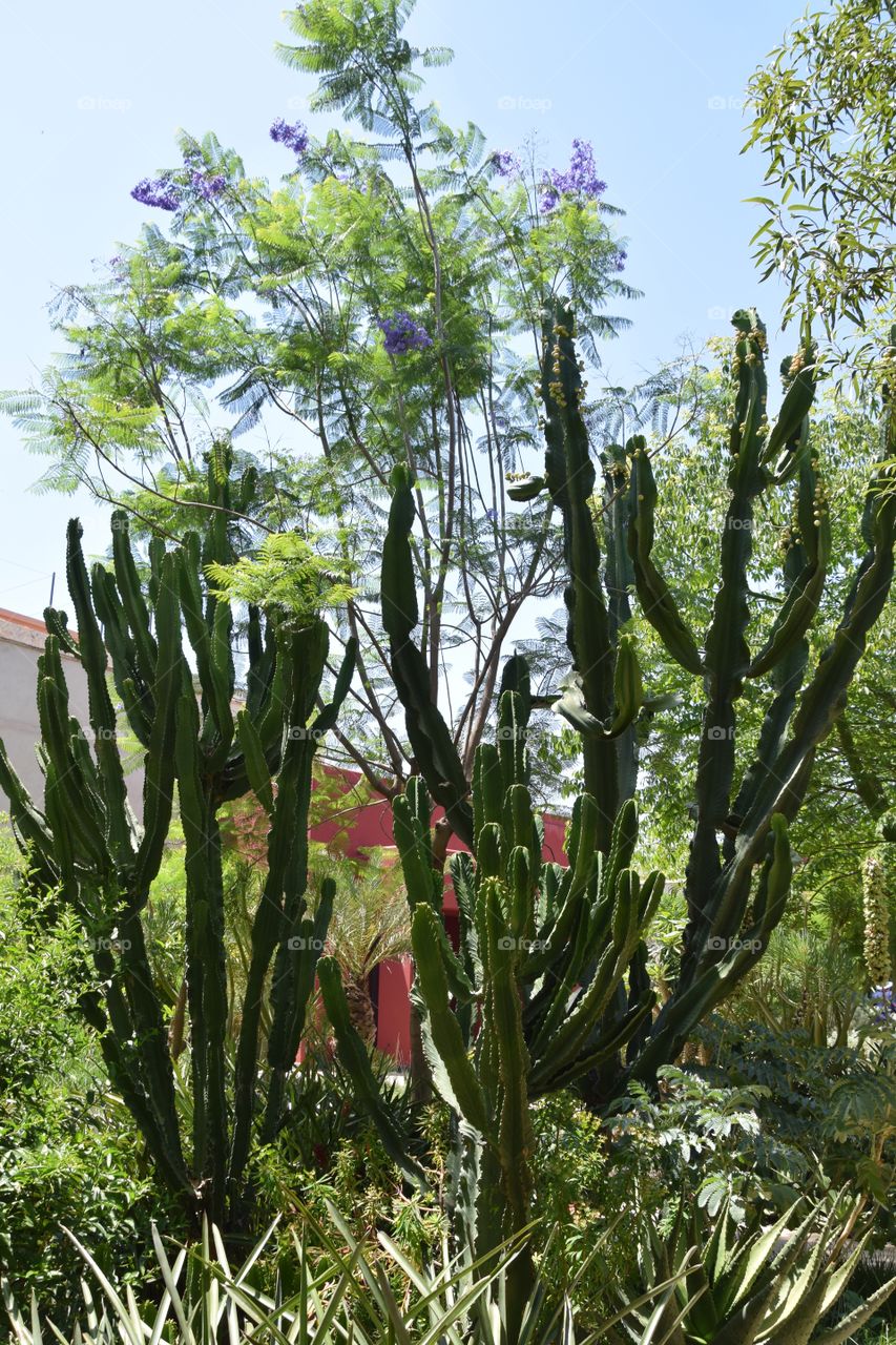 Marrakech garden