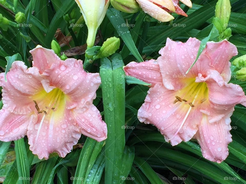 Twin Daylilies 