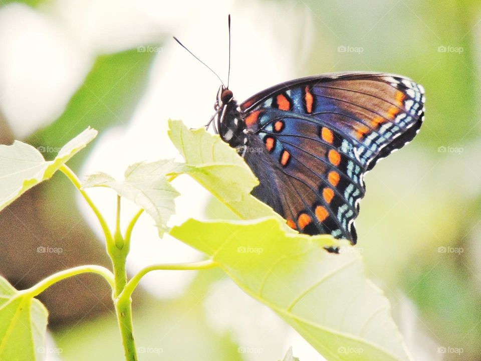 butterfly close-up, macro