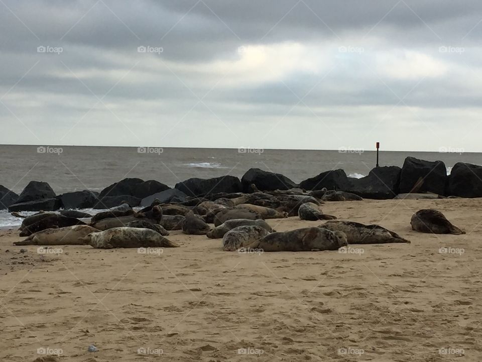 Seals on a beach