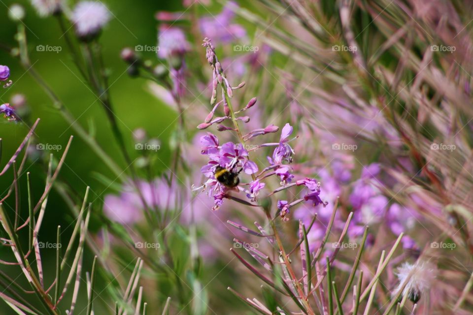 Bumblebee in pink flowers