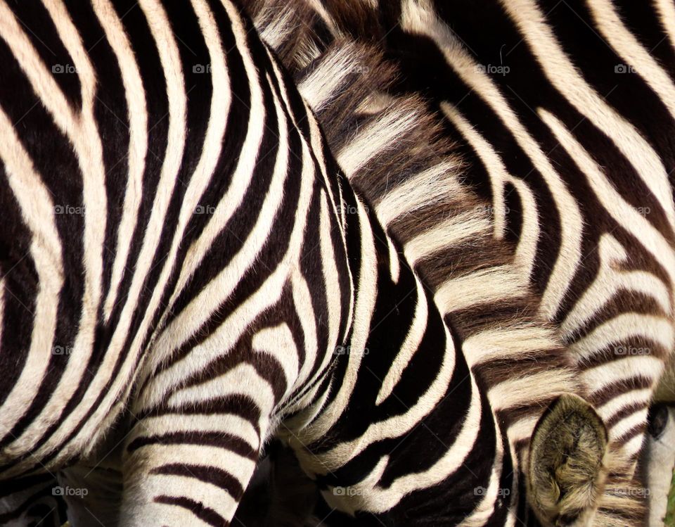Zebra stripes up close