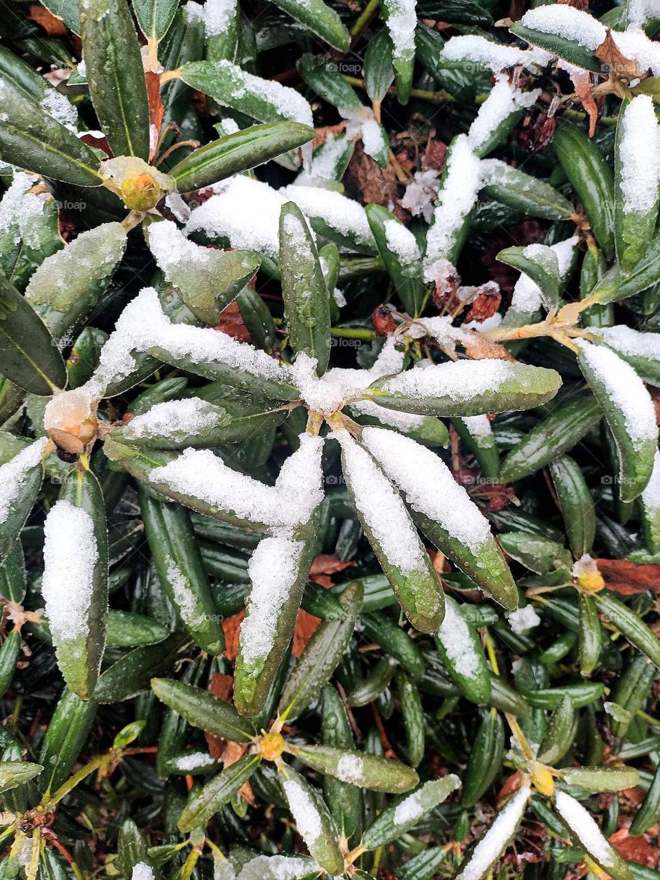 Parc de Mariemont , la Louvière