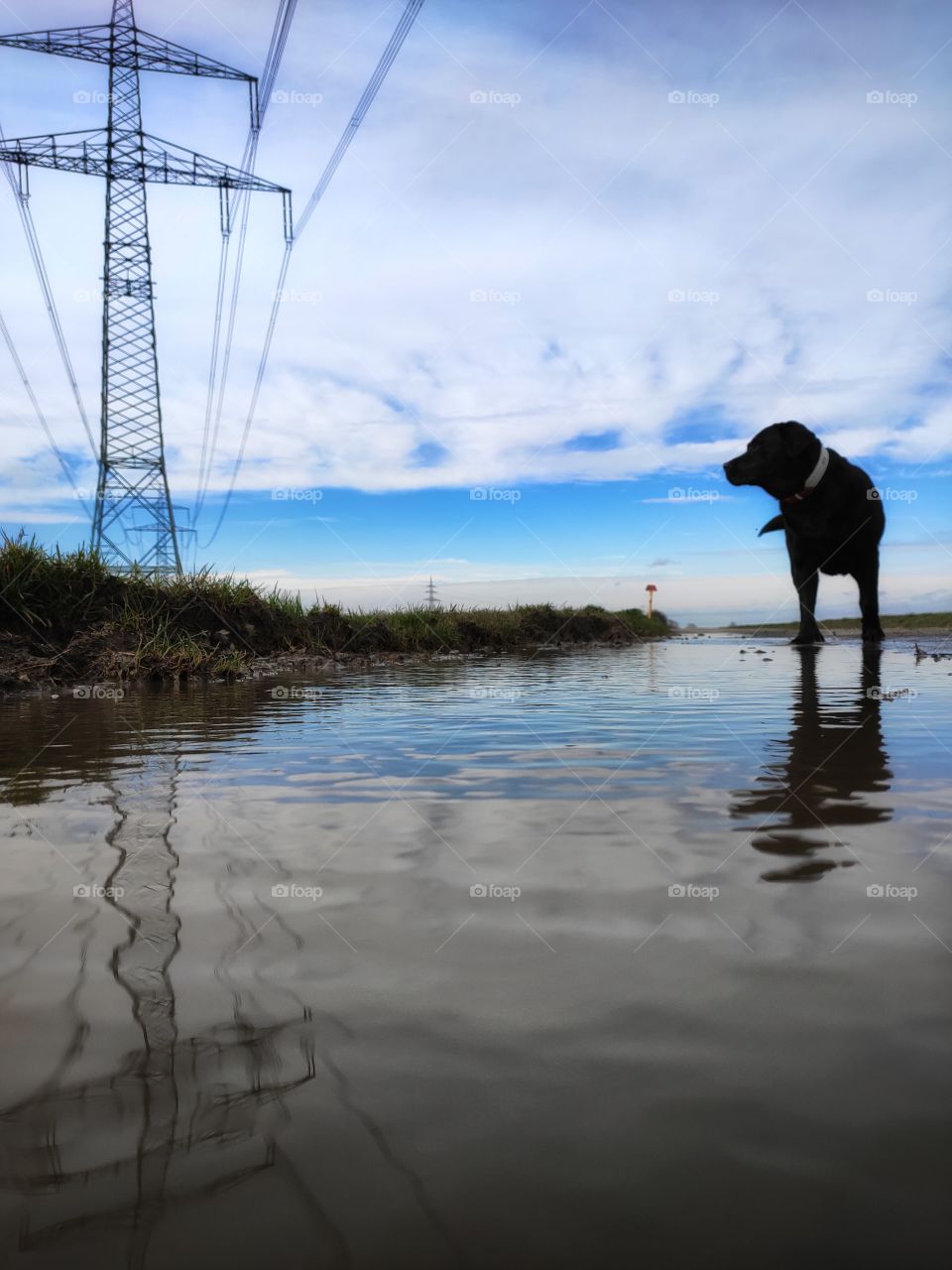 Silhouette from black Labrador