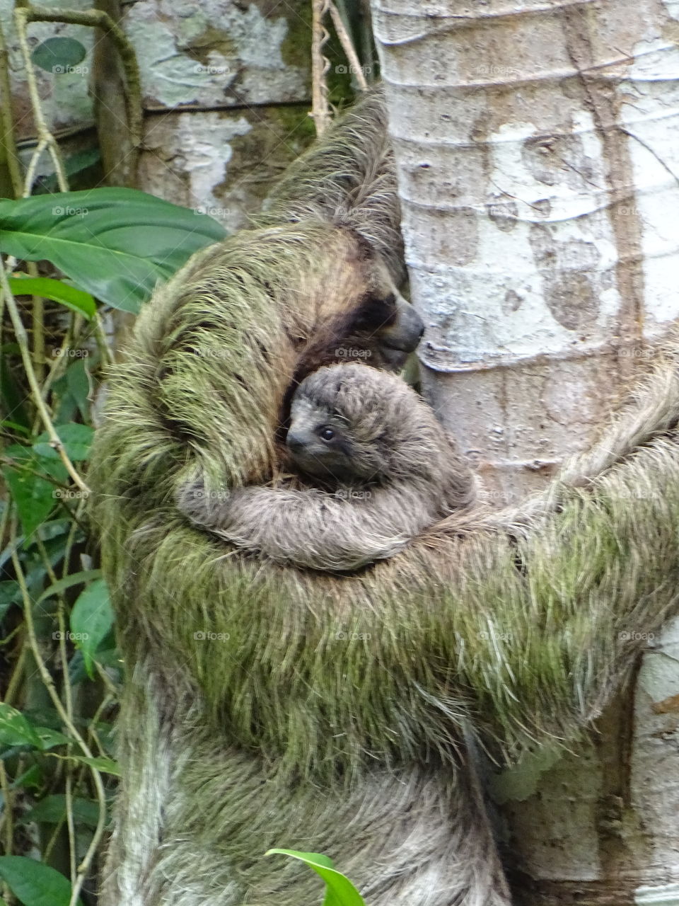 hugging mom. baby sloth hugging mom