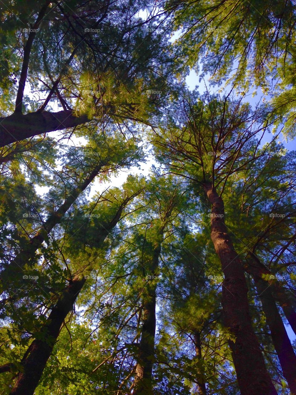 Our Pine Grove Canopy. Photo taken Looking Up from the center of our pine grove. Sun was shining through, very pretty!