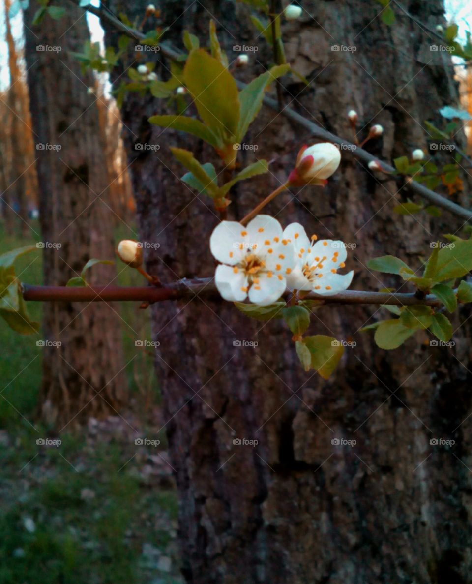 Tree, No Person, Nature, Flower, Leaf