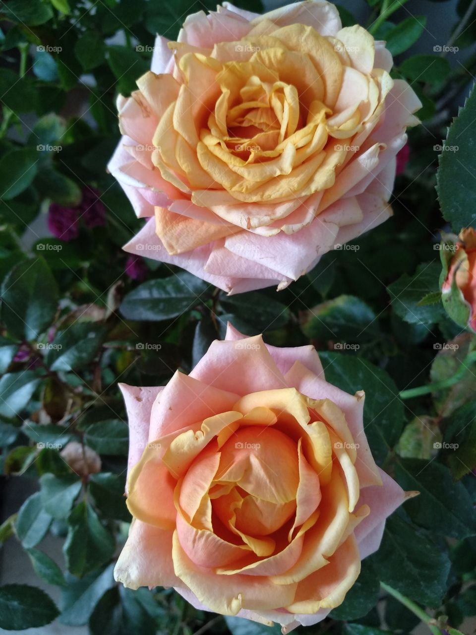 beautiful rose flowers