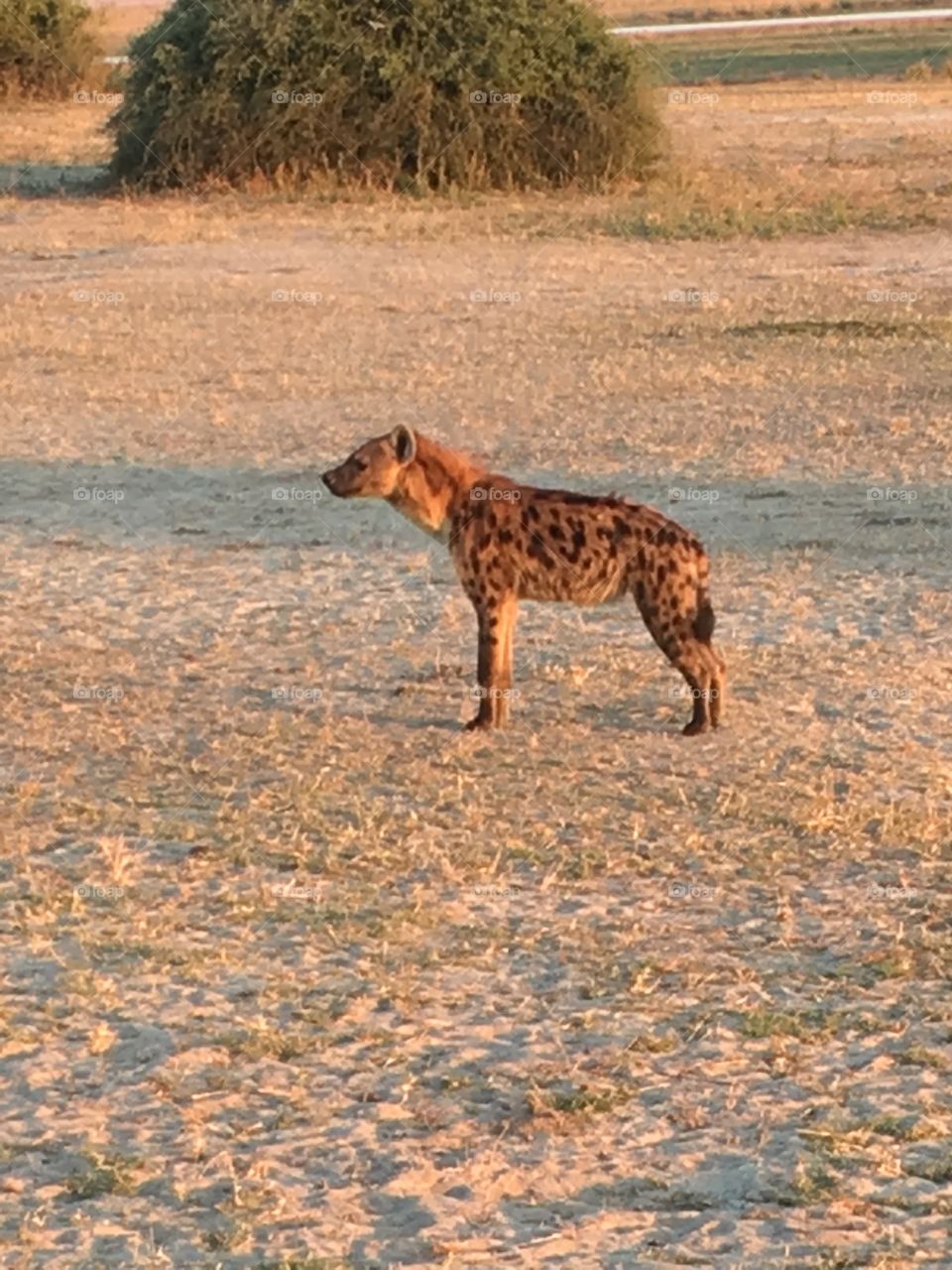 Spotted Hyena in Botswana 