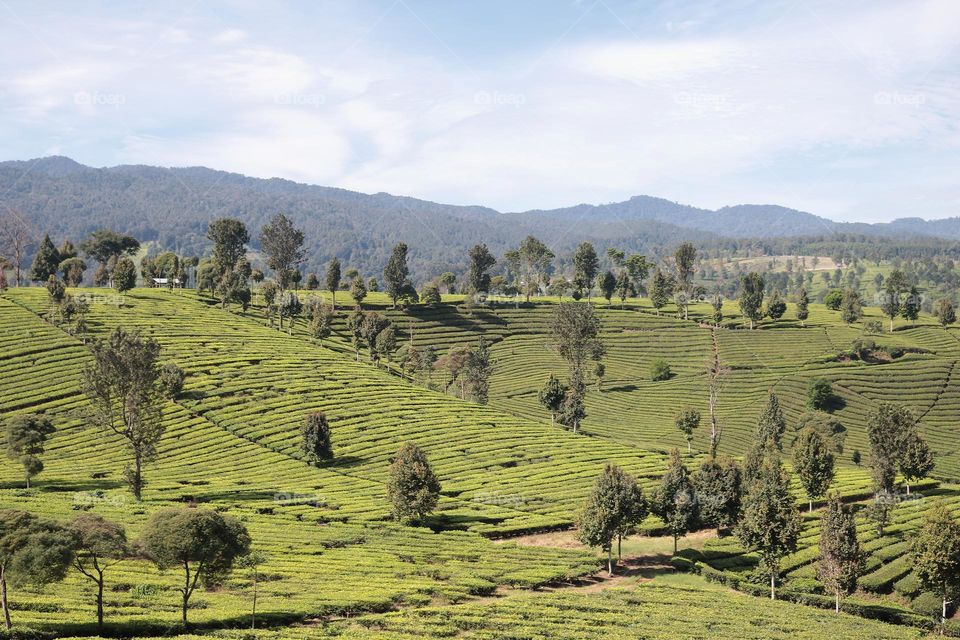 morning view in tea plantation