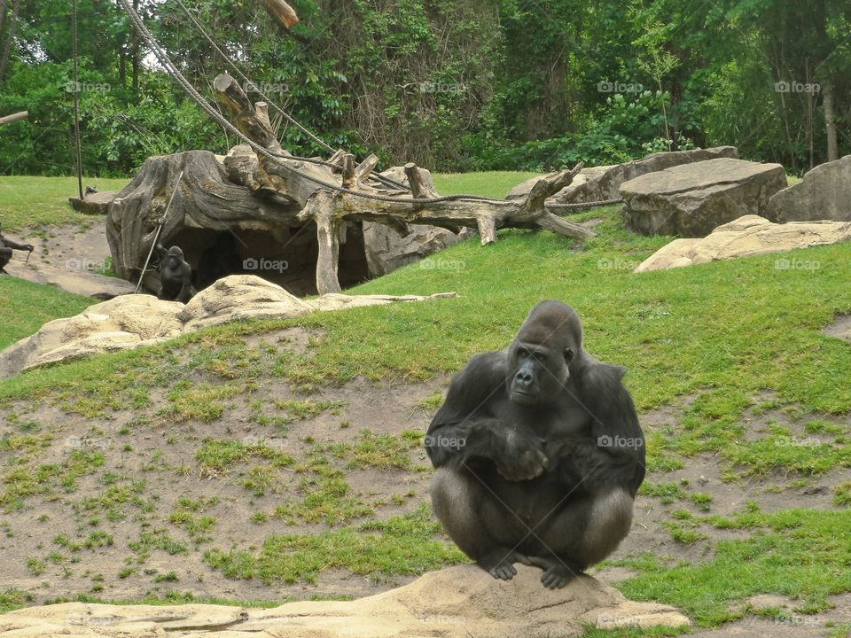 gorilla