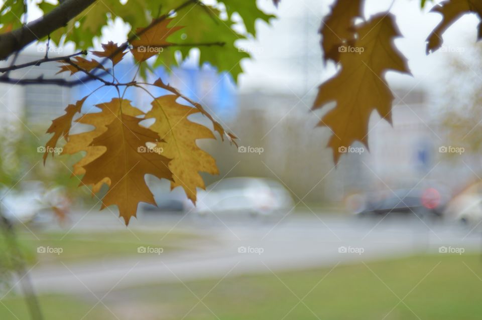 Autumn oak