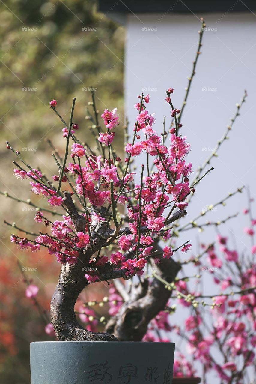 梅花盆栽