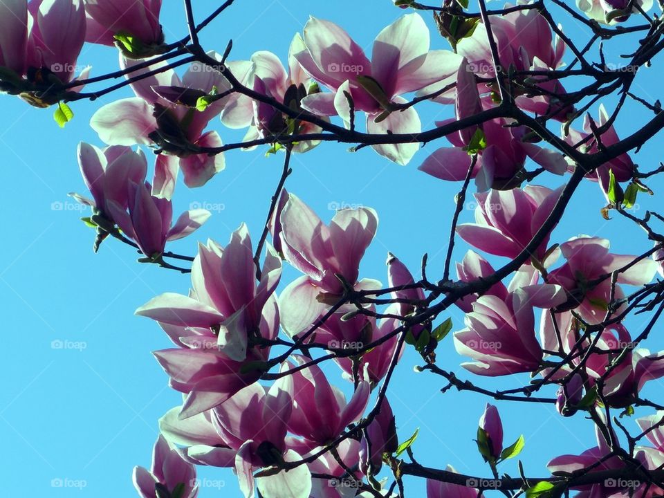 pink flowers in bloom