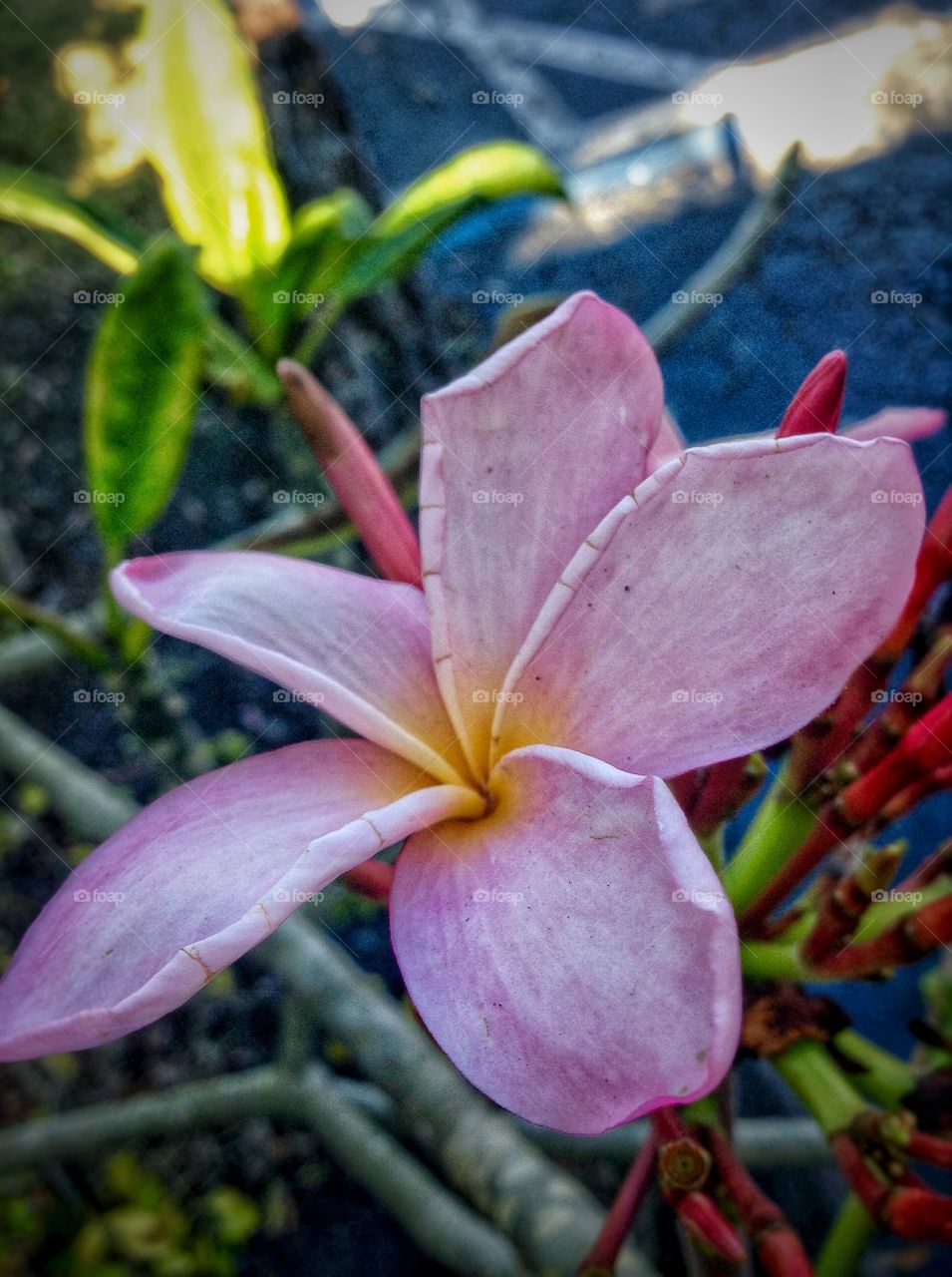 Plumeria...a piece of paradise.