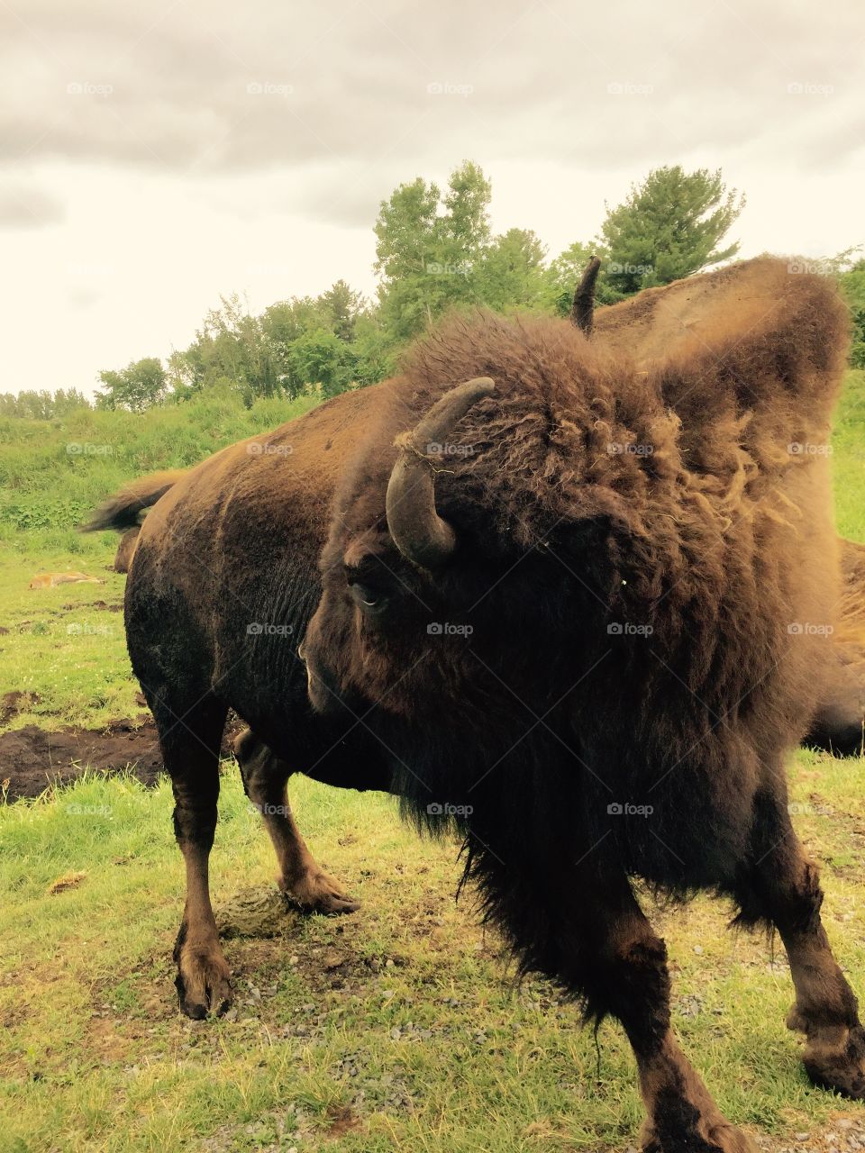 Buffalo 