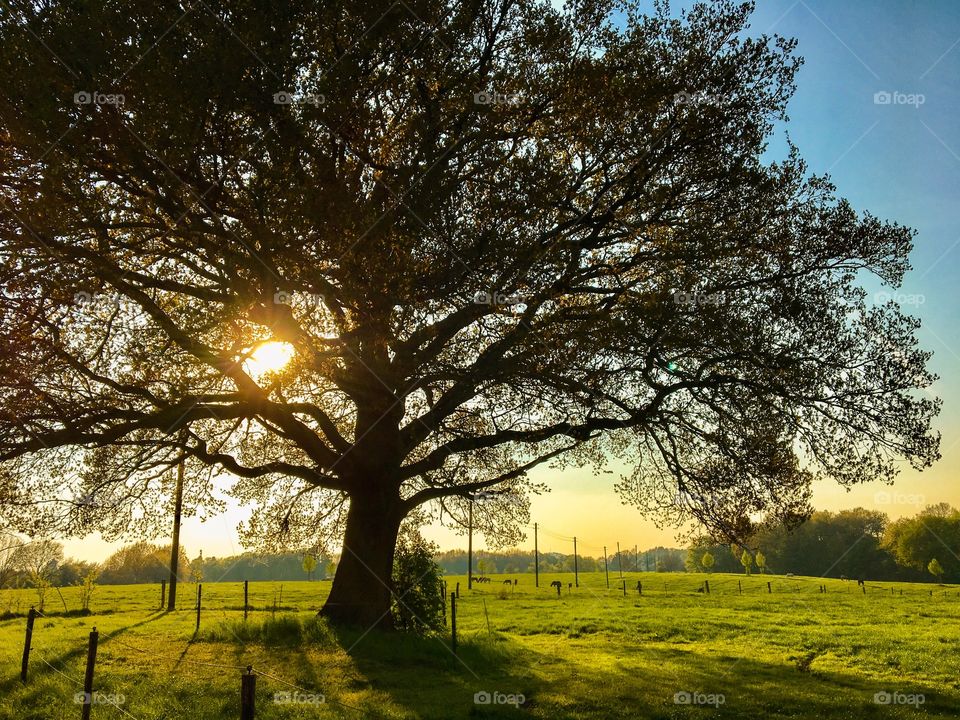 Huge Old Oak  on Sunrays background 