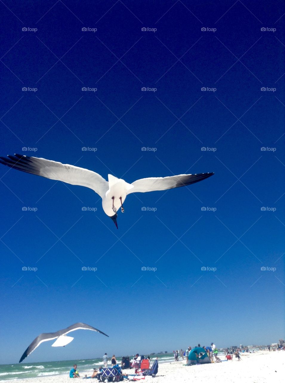 Sea gulls by the beach...