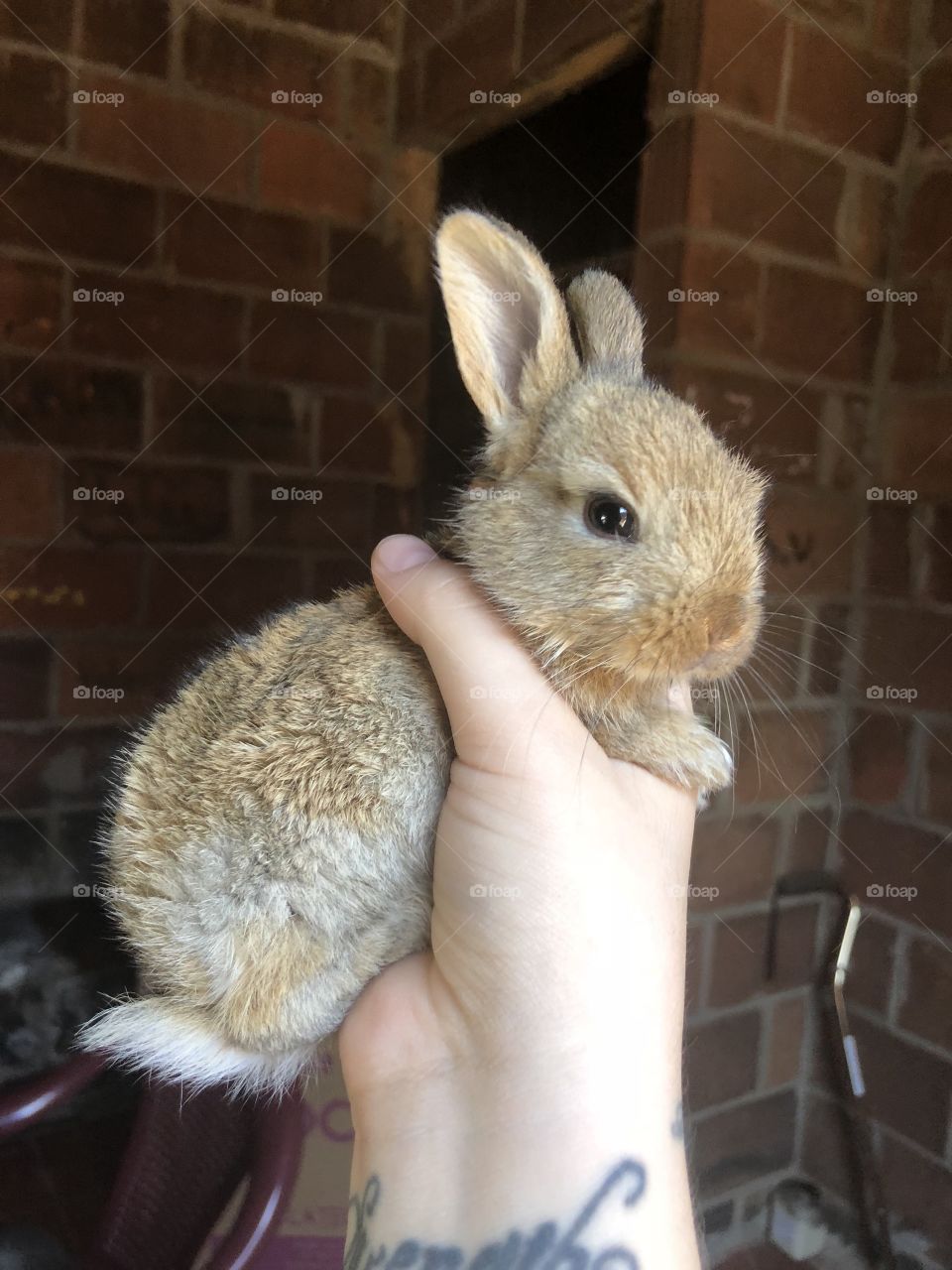 Cute baby bunny with big ears