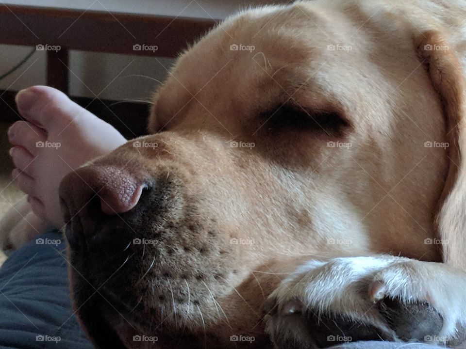 Service Dog Sleeping On Partner