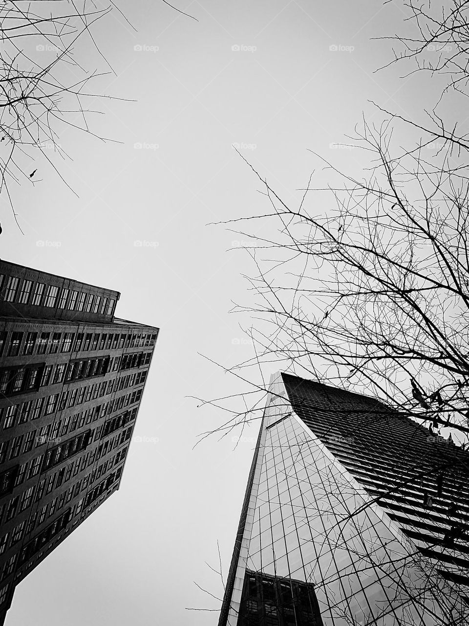 Building exterior and the bare trees