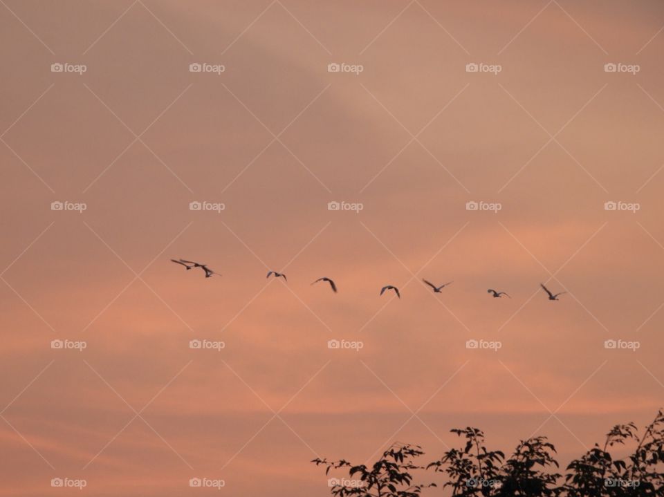 Nine Birds @Sunset 