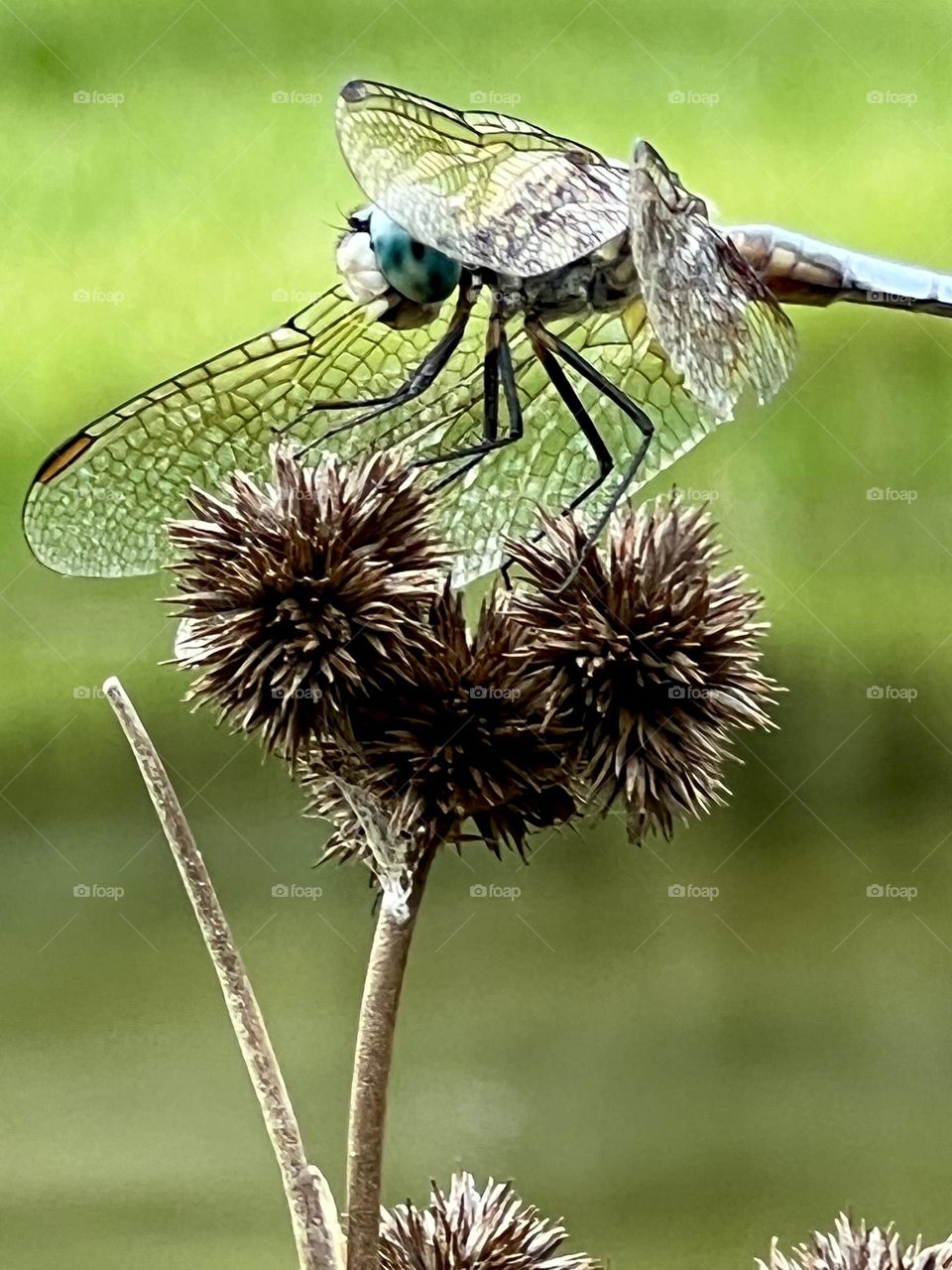 One more! Closeup of the dragonfly’ broken wing, but he could still fly. The Sedge is heart-shaped!!