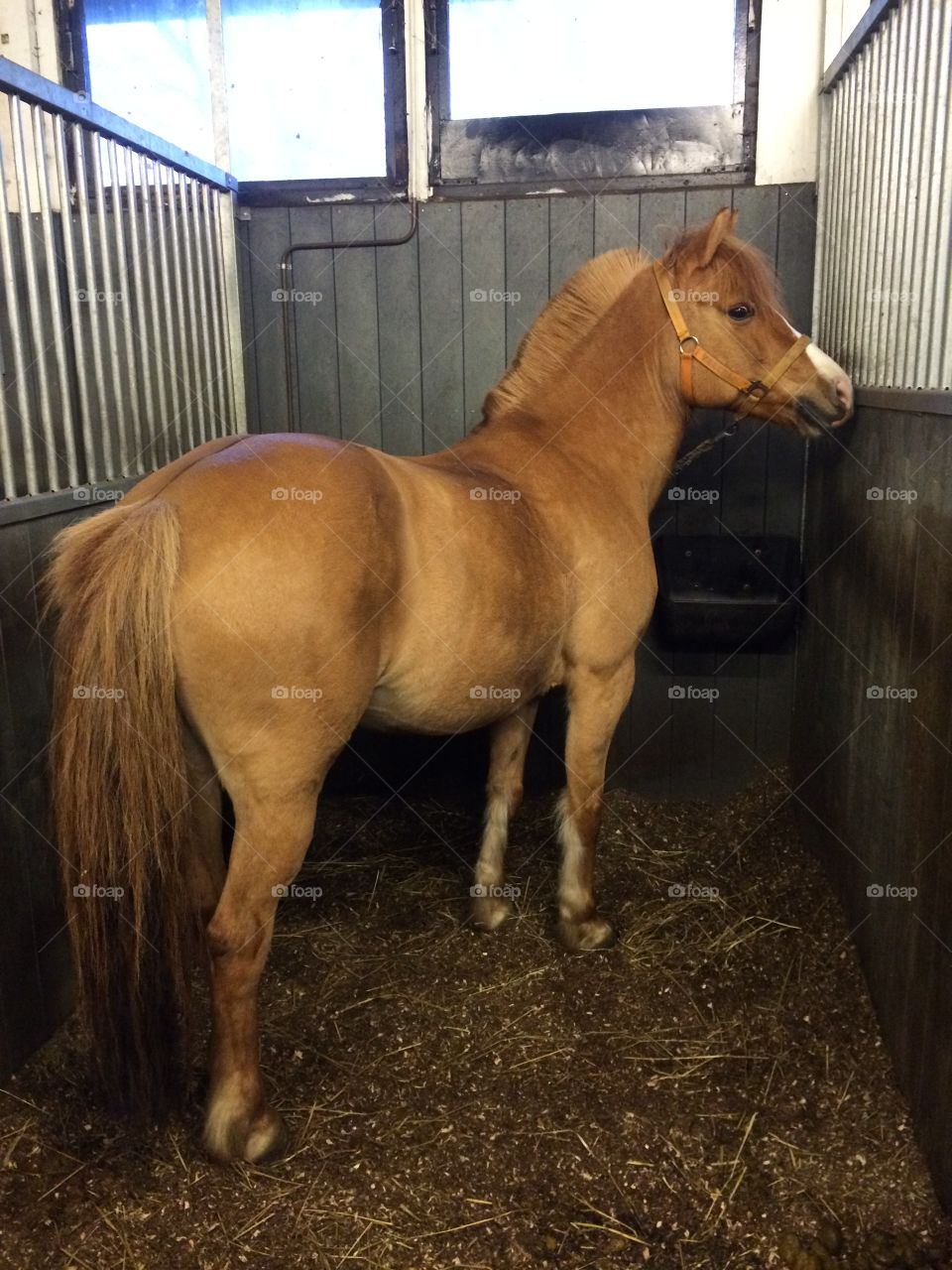Horse standing in stable