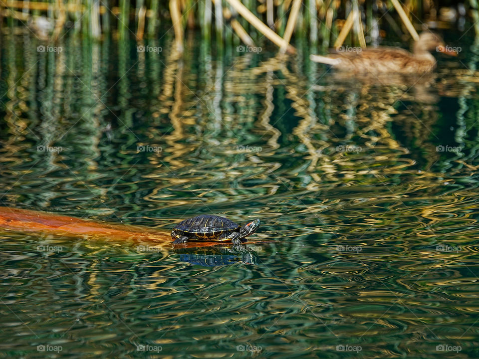 A red eared slider turtle rests on a small piece of wood at a park