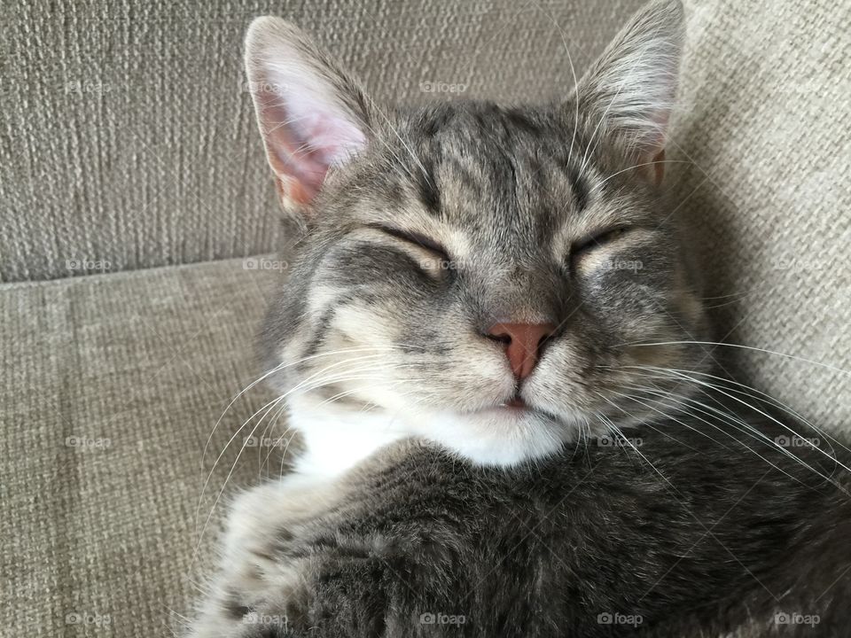 Pretty gray kitten