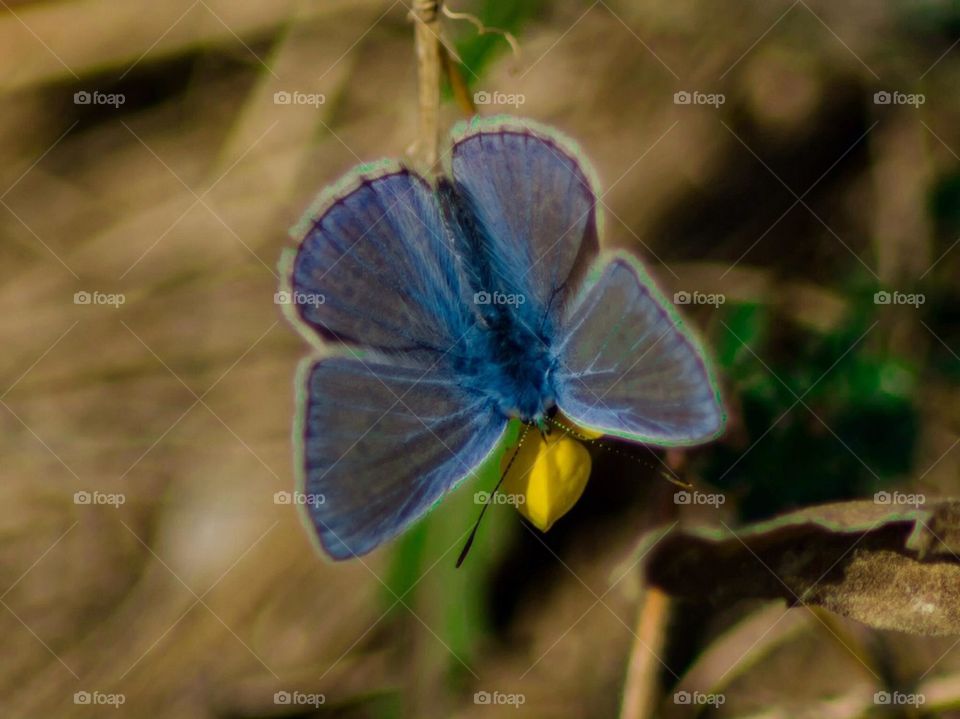 Blue butterfly