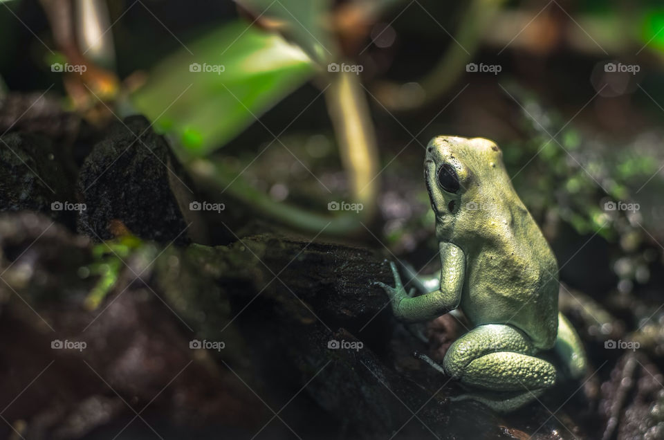 closeup golden frog dangerous by aliasant