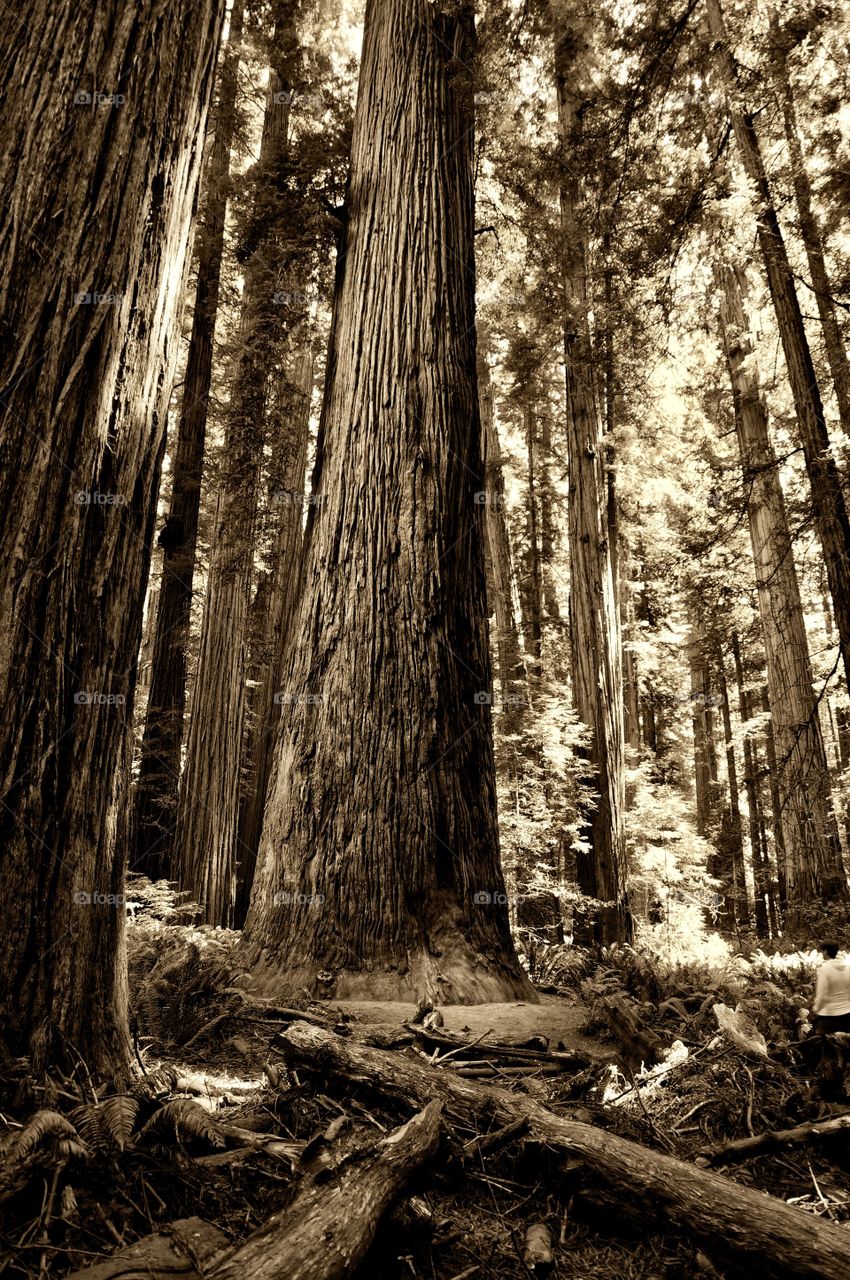 Redwood forest 